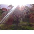 gruen-im-garten-04.jpg